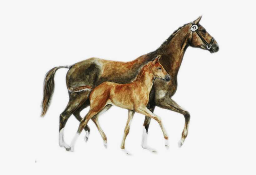 Watercolor On Special Paper A3 - Watercolor Painting, transparent png download