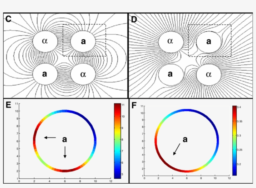 Α Factor Gradient In Germinating Spores - Circle, transparent png download