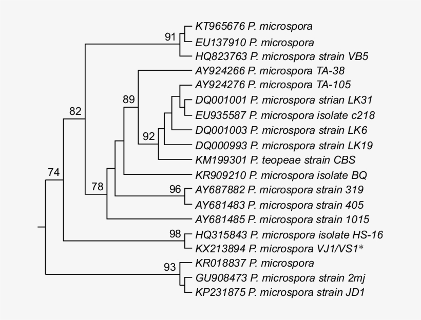 Phylogenetic Analysis Of Pestalotiopsis Microspora - Inorganic Sulfur, transparent png download