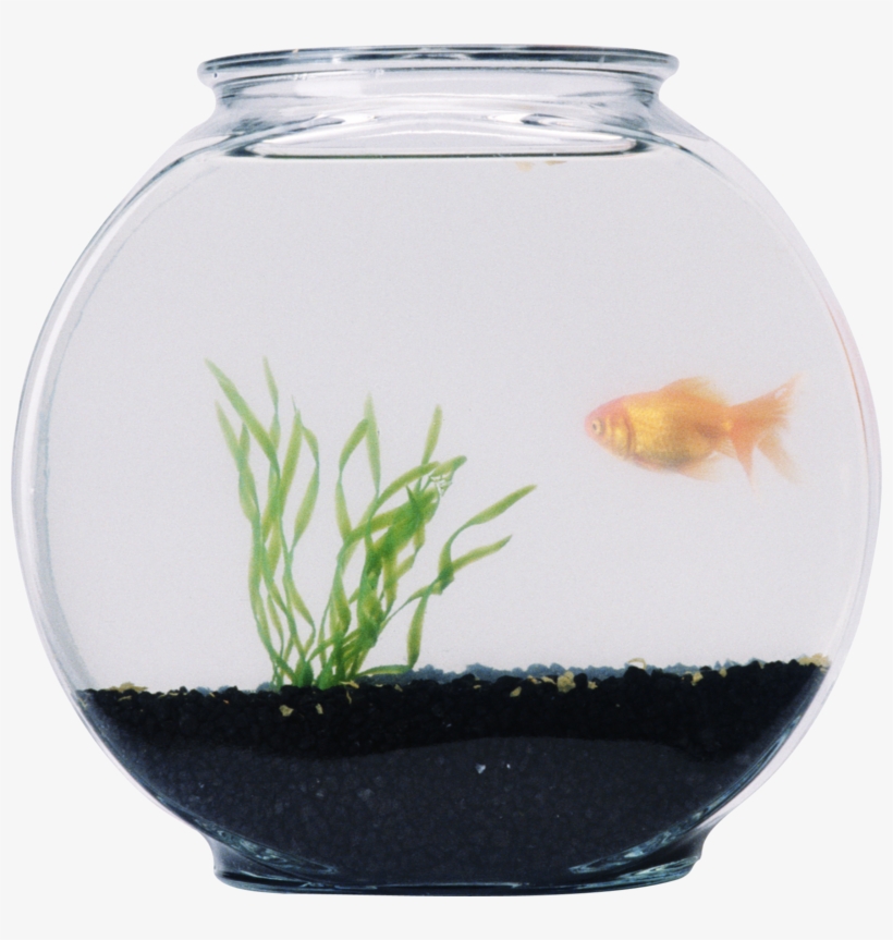 Aquarium Png, Download Png Image With Transparent Background, - Аквариум Png, transparent png download