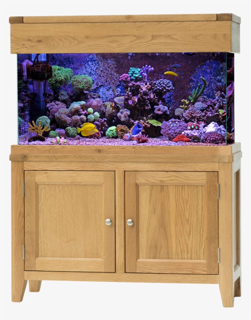 Aq100 D Scenery Marine Png - Aquarium Marin, transparent png download