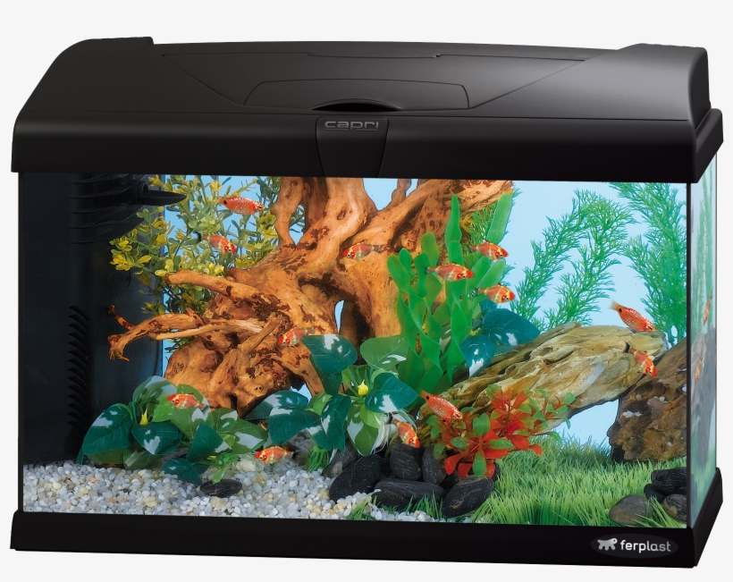 Go To Image - 40 Liter Aquarium, transparent png download