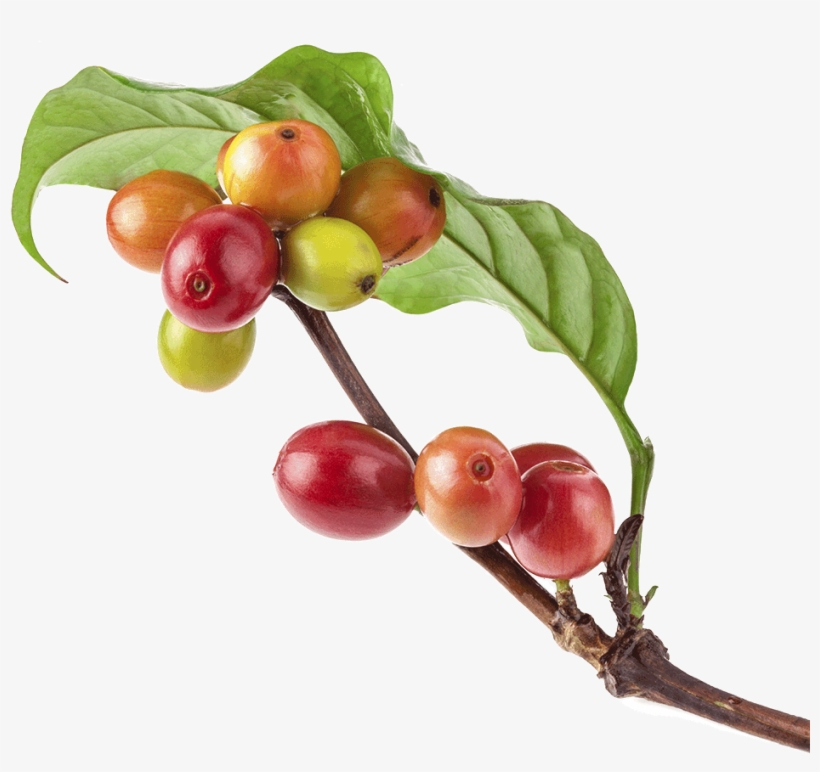 El Comienzo De Todo - Coffee Cherry Leaf, transparent png download