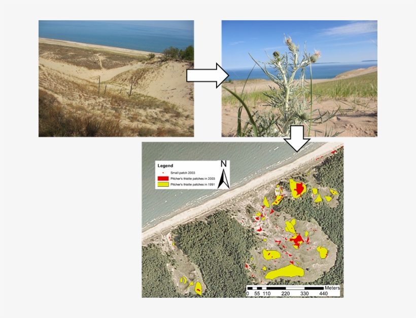 Grass, transparent png download