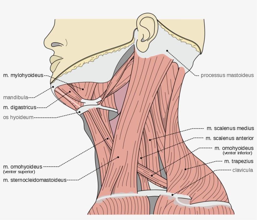 Musculos Escalenos Del Cuello, transparent png download