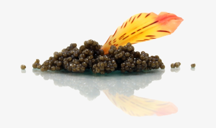 Caviar Deals To Gobble Up This Thanksgiving - Fruit, transparent png download