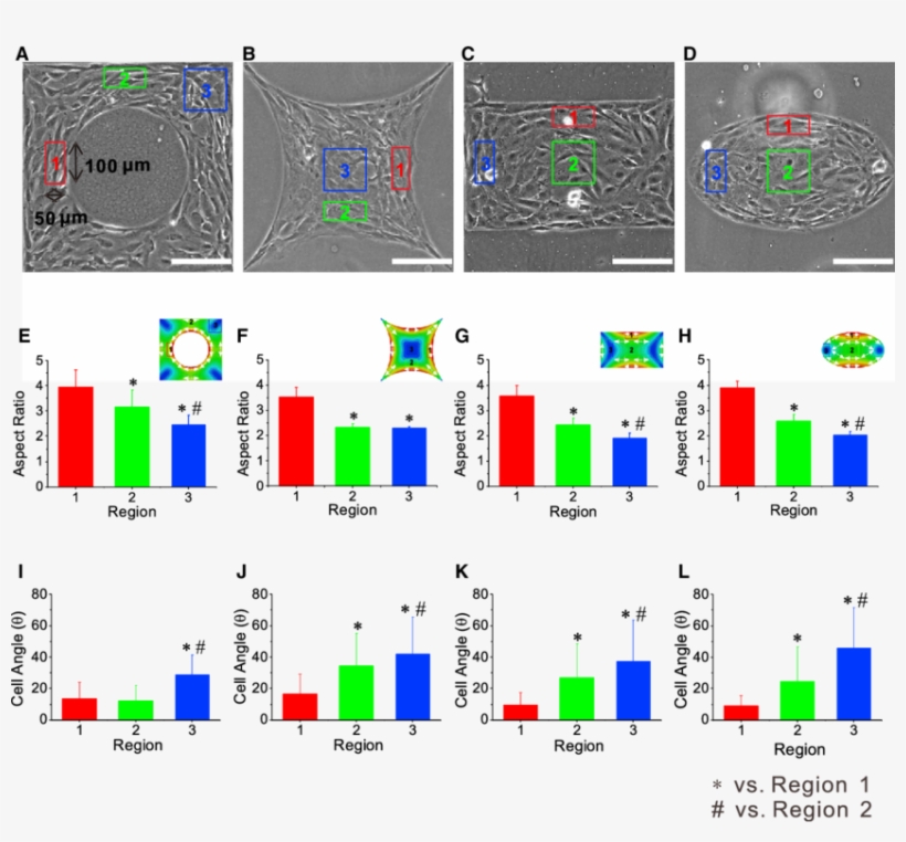 Phase Contrast Images Of Cells On A Square Pattern - Diagram, transparent png download