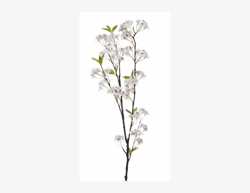 478130wh - Magnolia, transparent png download