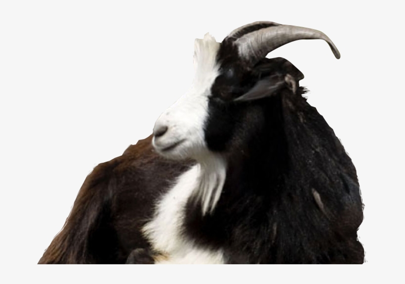 Colour, Nature, Structure And Trust - Goat, transparent png download