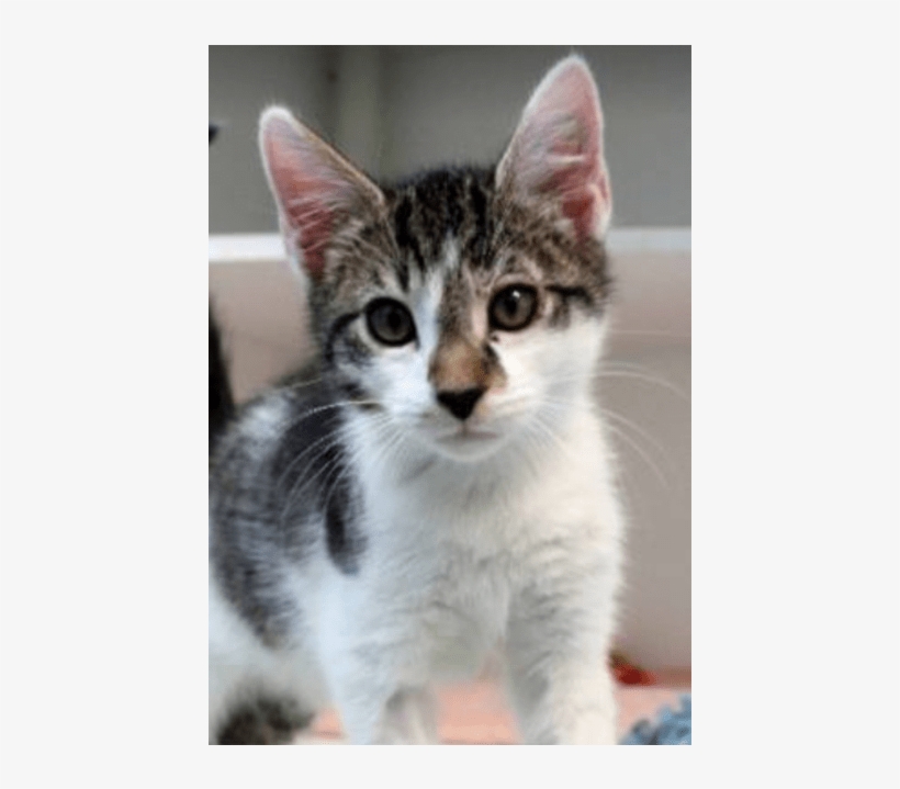 Photo Of Ernie - Dragon Li, transparent png download