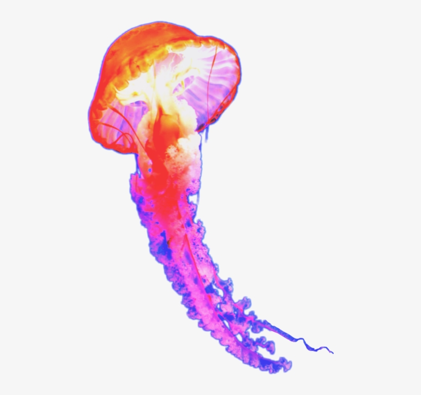 Image Freeuse Popular And Trending Sealife Stickers - Marine Biology, transparent png download