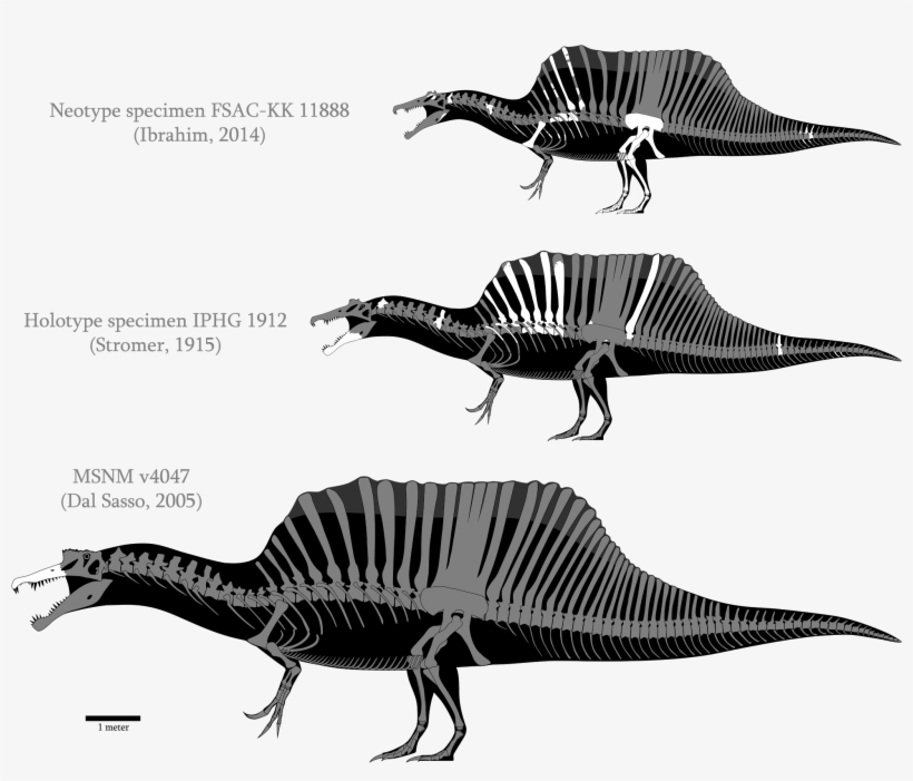 In Past Couple Of Months I Had One Research About Tyrannosaurus' - Spinosaurus Was Not Quadruped, transparent png download