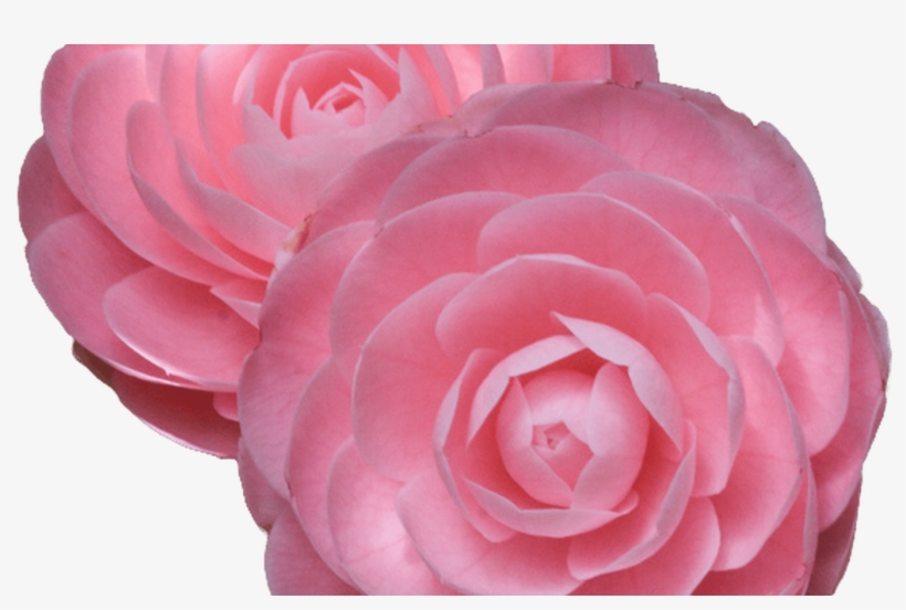 75 Images About Flower Png On We Heart It See More - Rosas Y Camelias Png, transparent png download