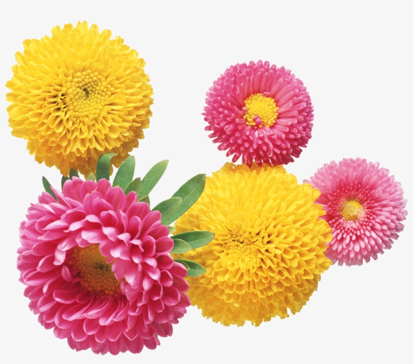 Flowers Vintage Artsy Moodboard Aesthetic Png Artsy - Chryzantemy Gif, transparent png download