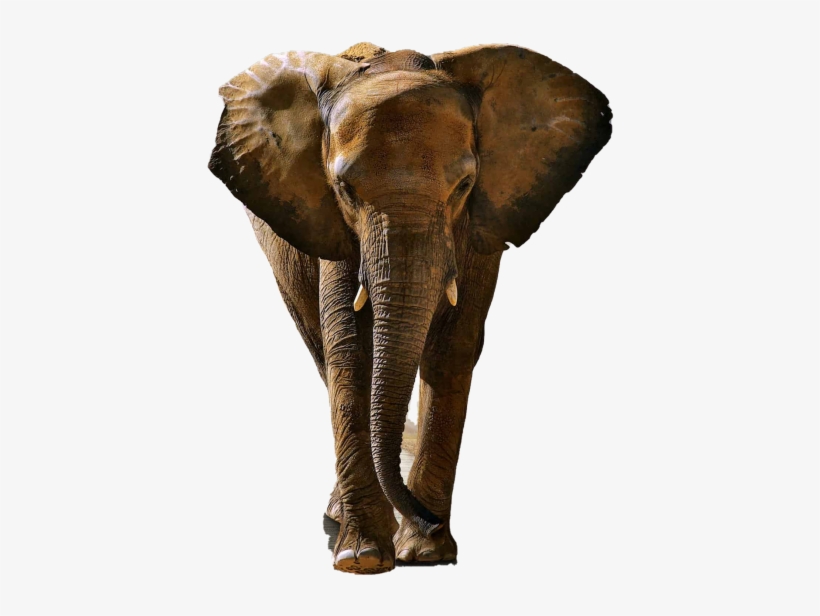 Elephant - Fondos De Pantalla Animales Hd, transparent png download