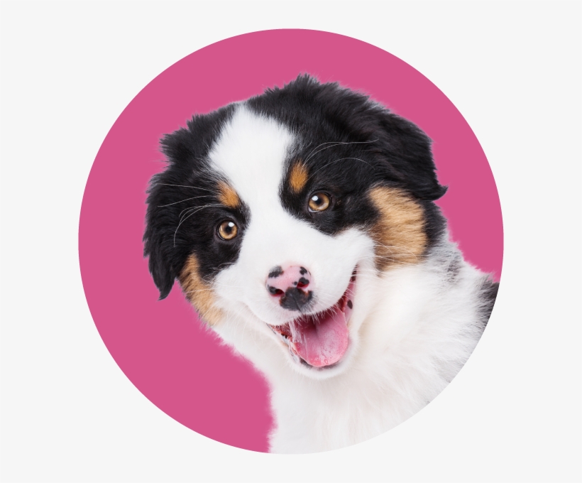 He Traversed Our Great Nation, Going To Arizona, Then - Bernese Mountain Dog, transparent png download
