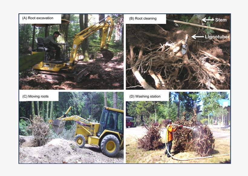 Excavating Root Systems For Belowground Biomass Estimates, transparent png download