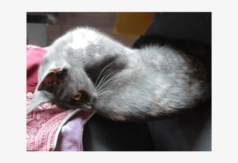 Photo Of Lorde - Domestic Short-haired Cat, transparent png download