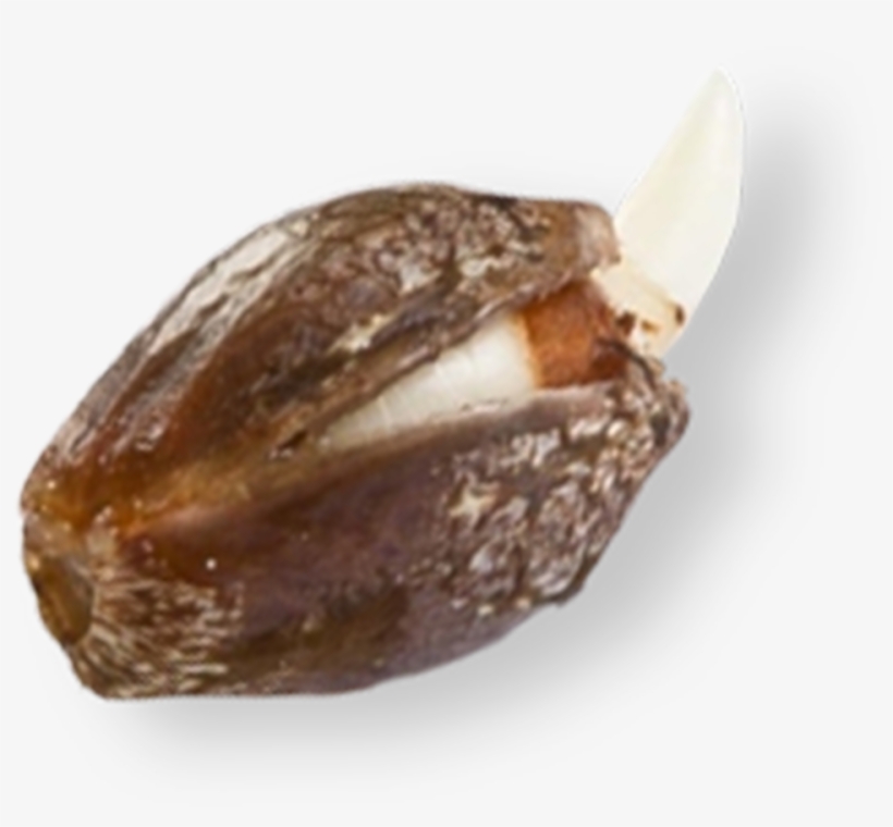 Coastal Genetics Marijuana Seeds - Date Palm, transparent png download