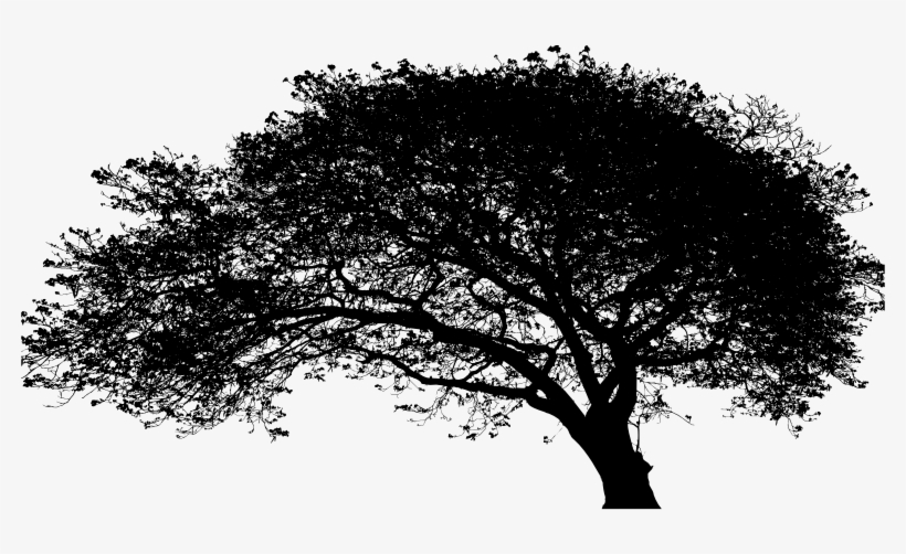Large Expansive Tree Silhouette - Oak, transparent png download