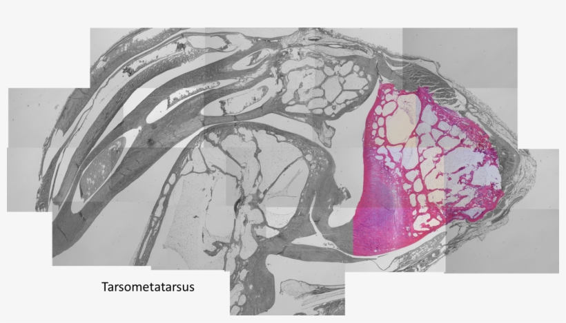 Nice Cartilage-bone Inferface At Ligament Insertion - Illustration, transparent png download