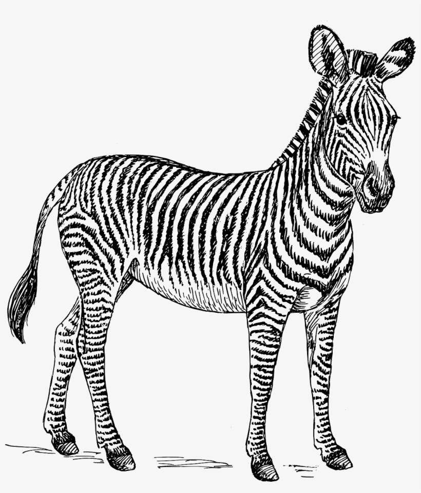 Picture Freeuse Download Free Content Clip Art Transprent - Clip Art Zebra Black And White, transparent png download