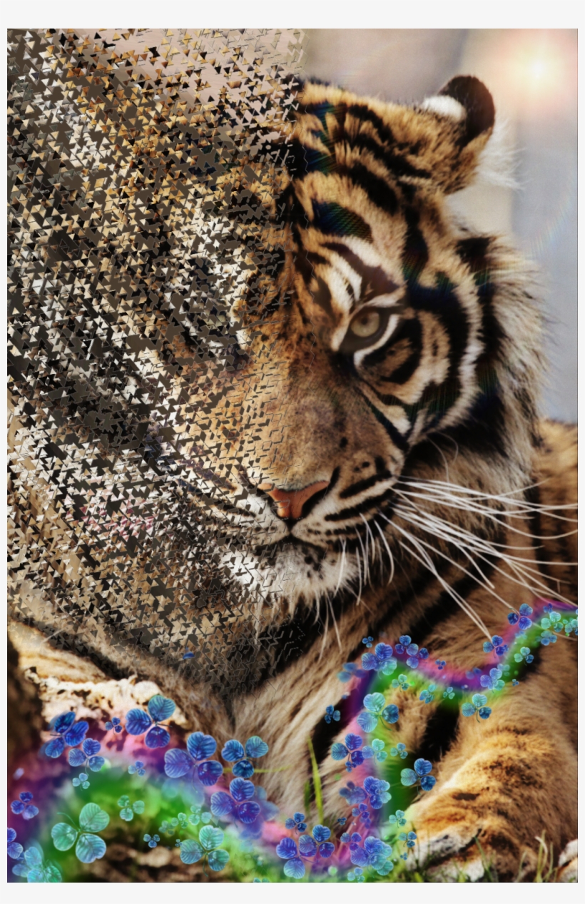 Tiger Image - Good Afternoon Images By Animals, transparent png download