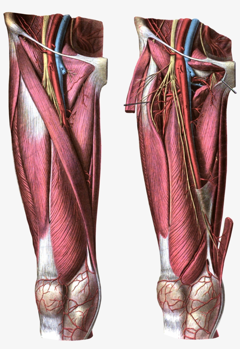 Anterior View Of The Thigh - Femoral Vein, transparent png download