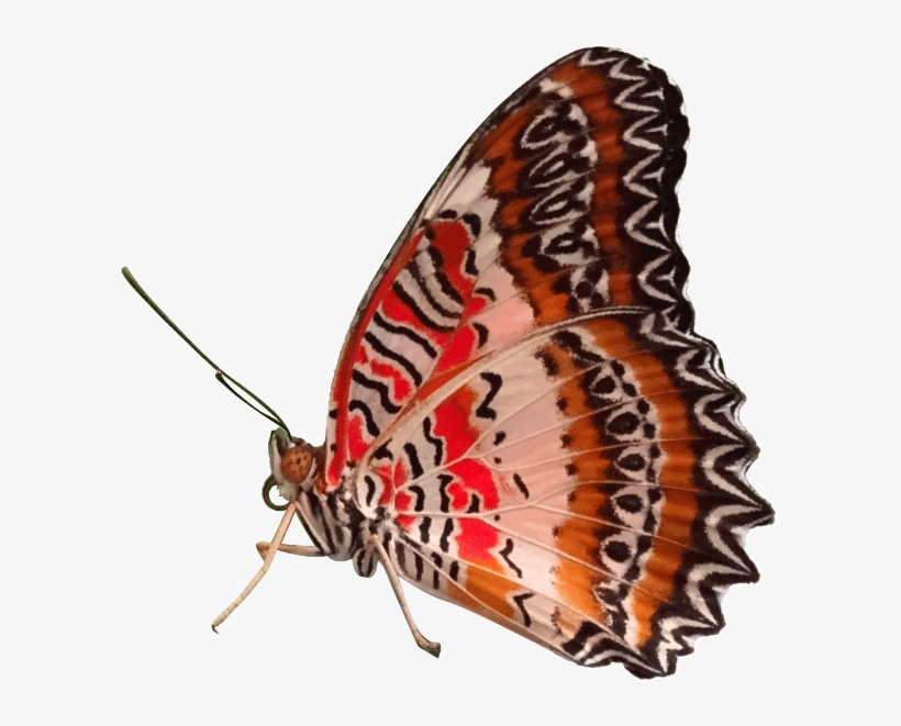 The Red Lacewing - Brush-footed Butterfly, transparent png download