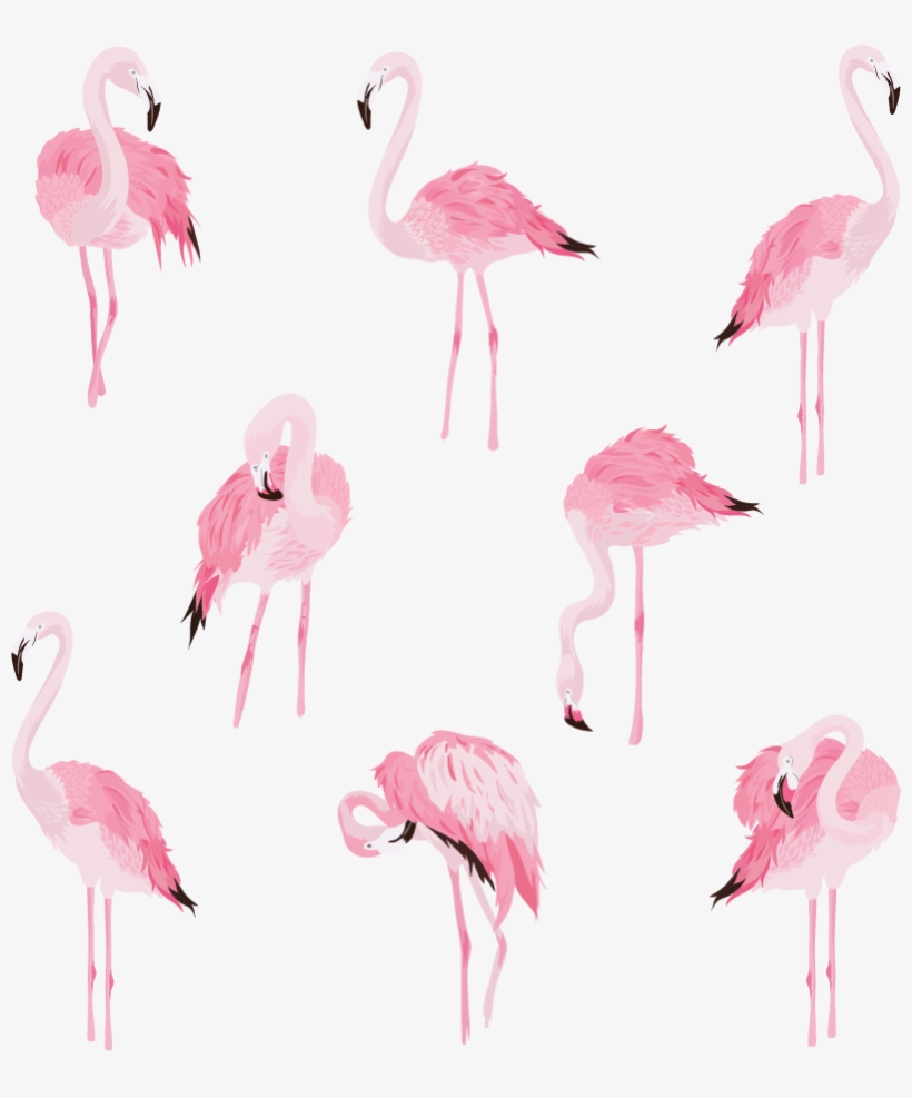 Wall Colour - 2019 Flamingos, transparent png download