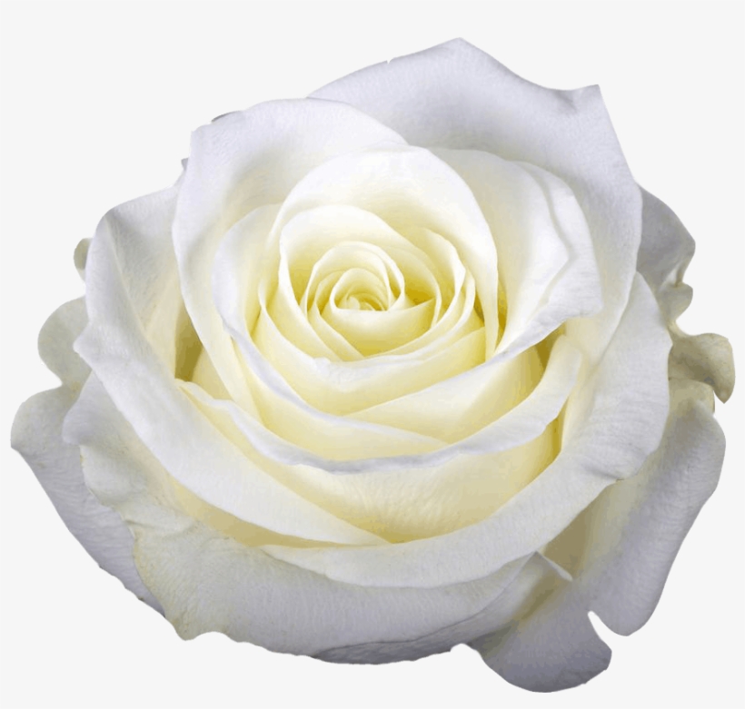 Day 1 Rose Heart Blossoming ☥ Mary Magdelena - Cut Flowers, transparent png download