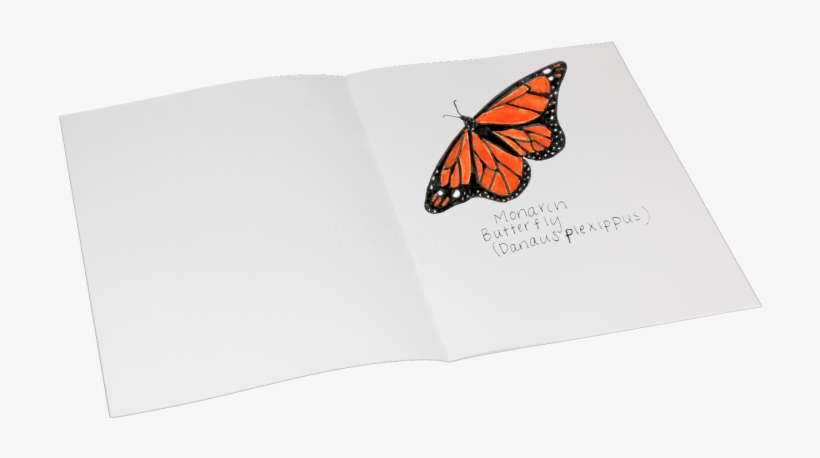5 X 11 Soft Cover Thin Blank Books Pack Of 24 Open - Brush-footed Butterfly, transparent png download