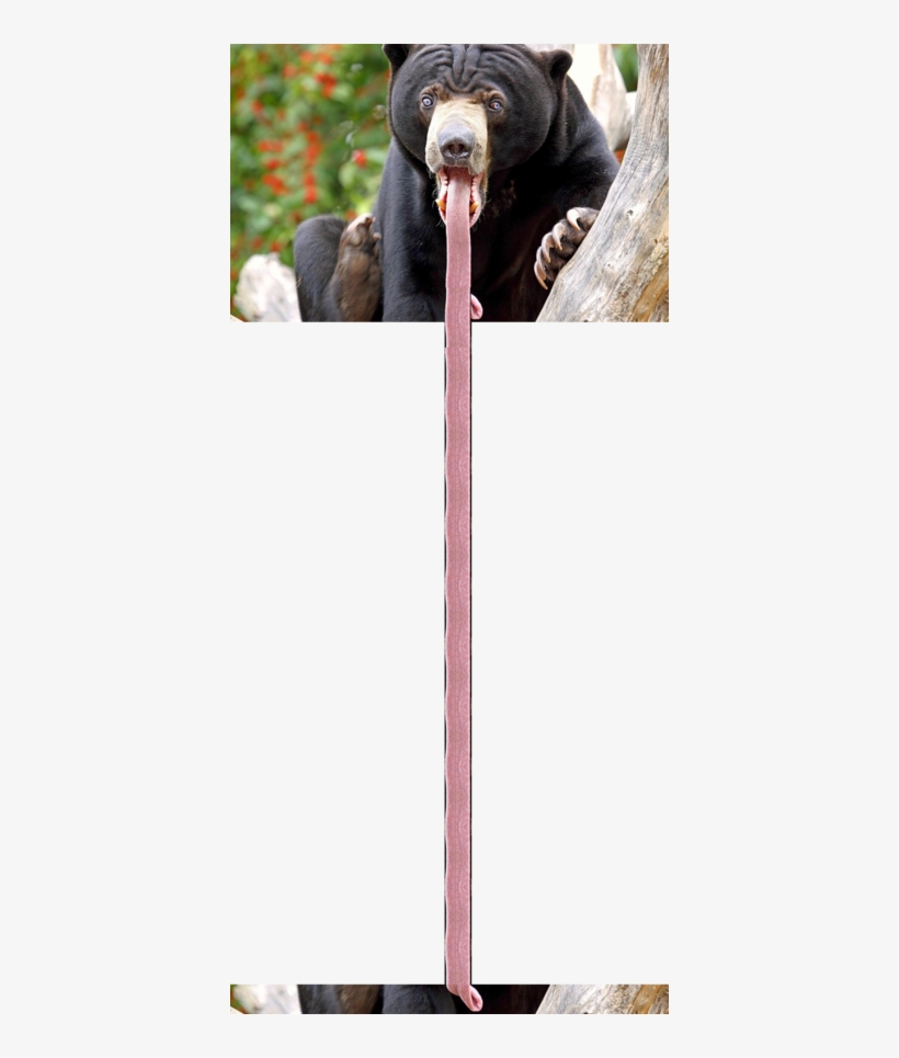 Long Tongue - Malaysian Bear, transparent png download