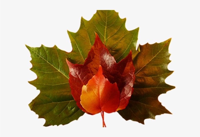Maple Leaf, transparent png download