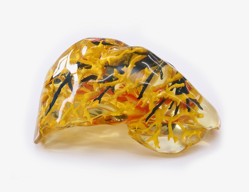 Possible To Create Heart & Organ Models For Individual - Amber, transparent png download