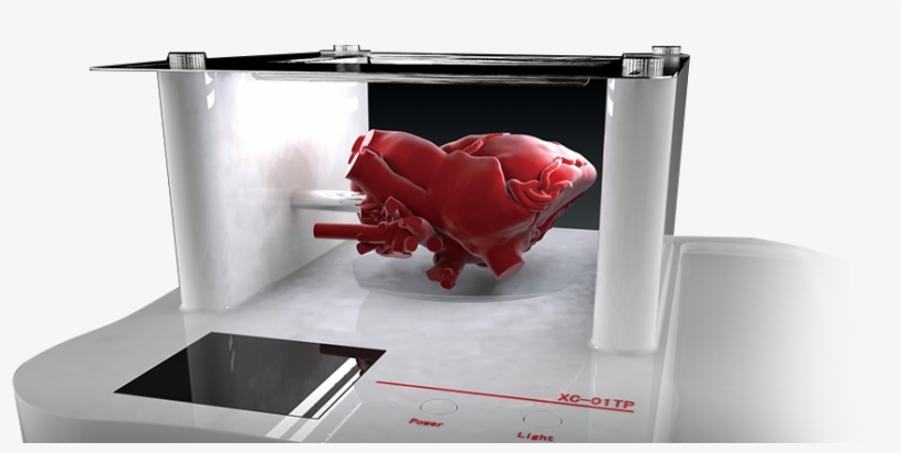 Made To Order Heart & Organ Model - Led-backlit Lcd Display, transparent png download