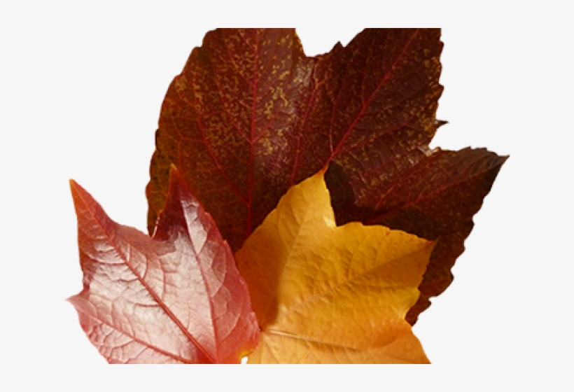Autumn Leaves Clipart Corner - Macro Photography, transparent png download