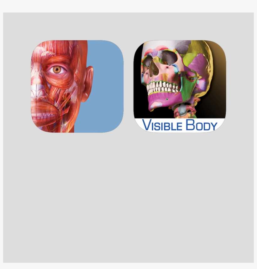 Visible Body, transparent png download