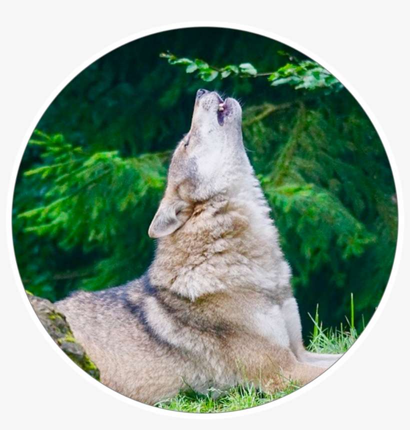 Alpha Wolves - Coracao De Lobo, transparent png download