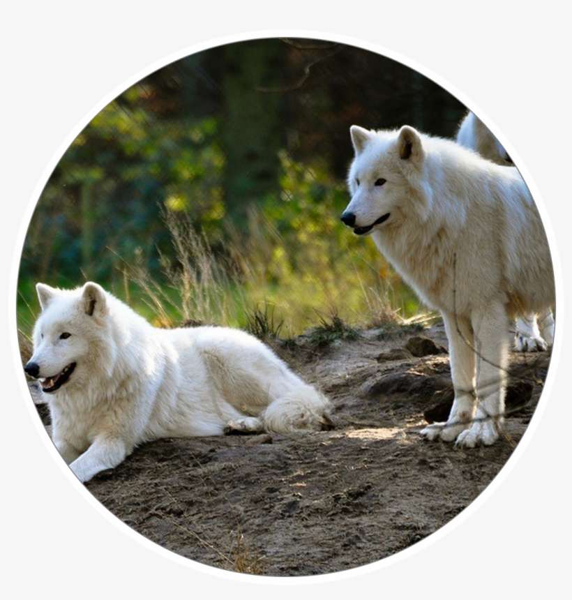 Arctic Wolves - Wolf, transparent png download