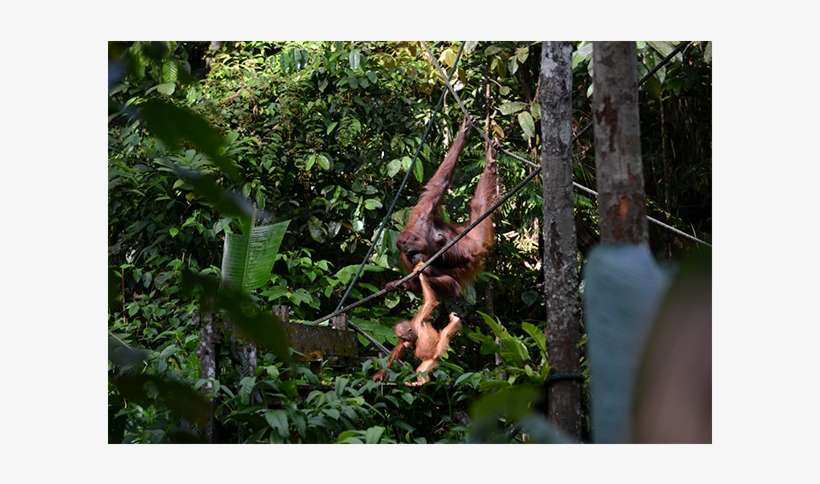 Orangutan Rehabilitation - Orangutan, transparent png download