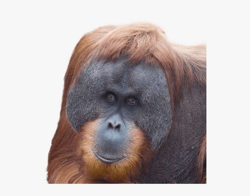 Get Involved - Monkey, transparent png download