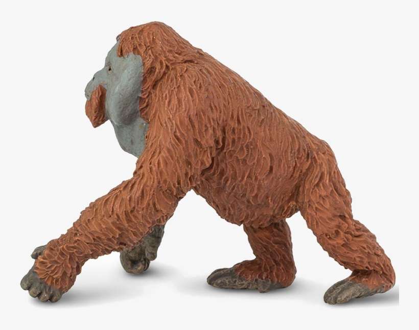 Buy Action Figure Safari Male Orangutan 292929 Elkor - Safari Ltd. Male Orangutan, transparent png download
