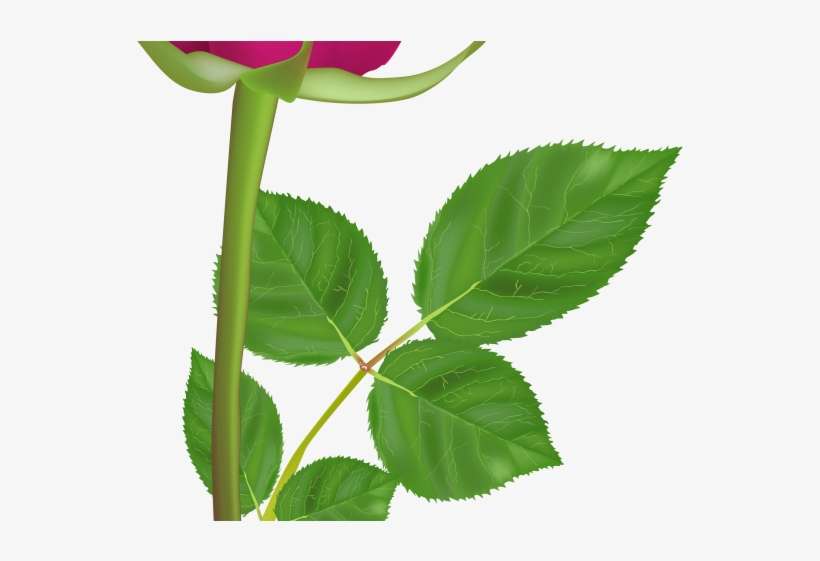 Pink Rose Clipart Long Stem - Happy Birthday Roses Gif, transparent png download