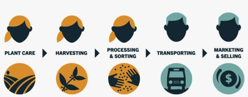 Why Smallholder Women - Chain Of Production Of Coffee, transparent png download
