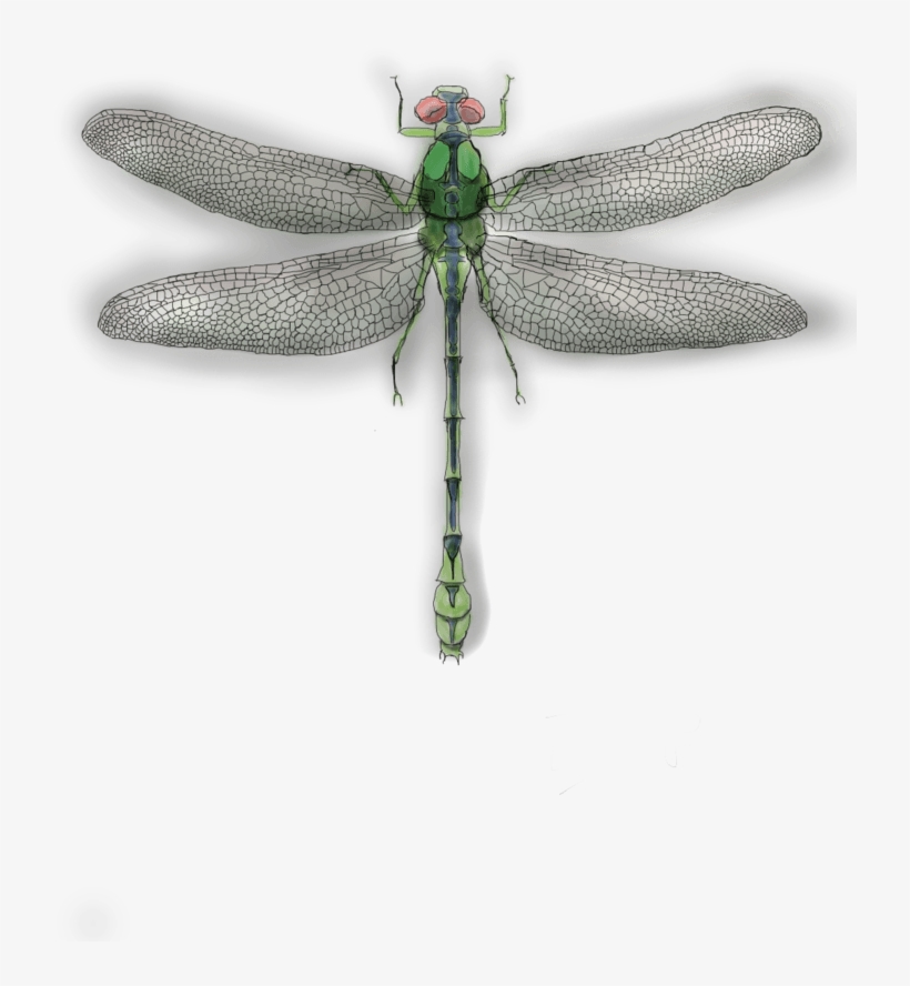 Dragonfly - Net-winged Insects, transparent png download