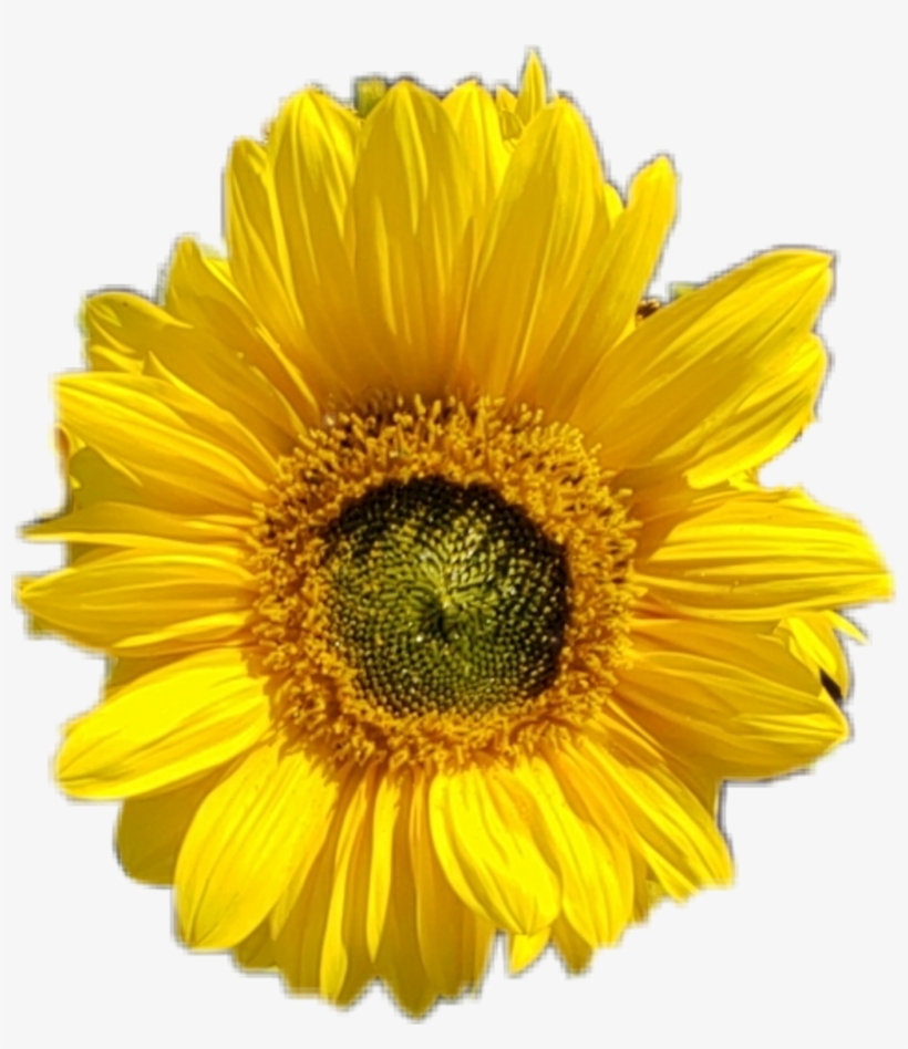 Sunflower Flower Aesthetic Aestheticcircle Tumblr - Sunflower Images Hd Png, transparent png download