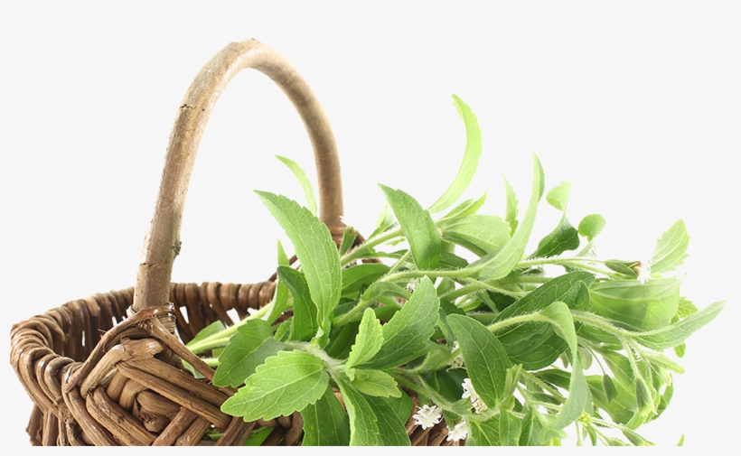 We Will Glide Through - Stevia Planta Png, transparent png download