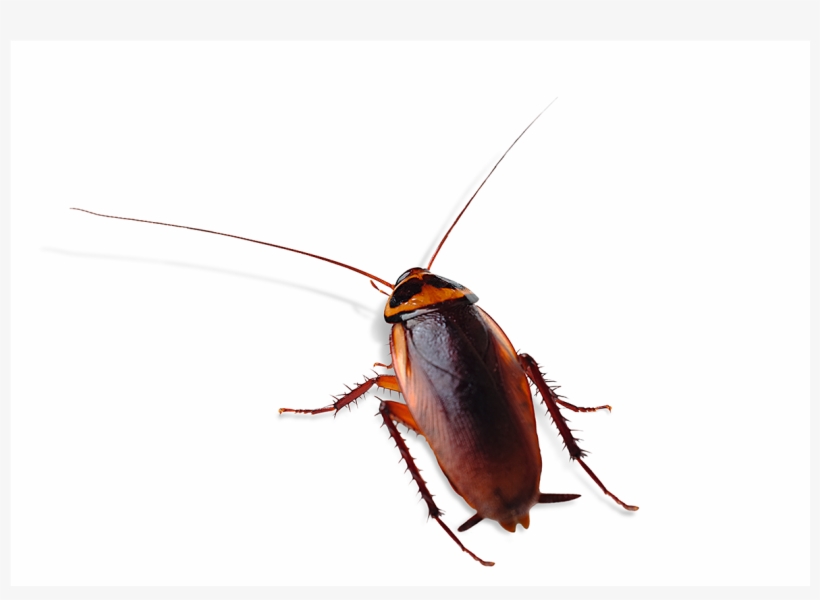 Cockroach, transparent png download