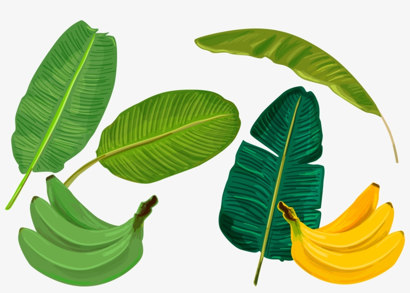 Banana Leaf Sadhya Transprent Png Free Download - Vector Banana Leaf Illustration, transparent png download